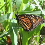 Very Late First Monarch of the Season