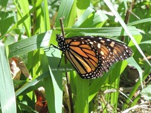 Very Late First Monarch of the Season