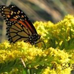 Do Monarch Caterpillars Eat Anything Besides Milkweed