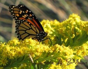 Certified Monarch Waystation