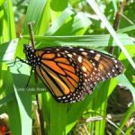 Saving the Monarch Butterfly