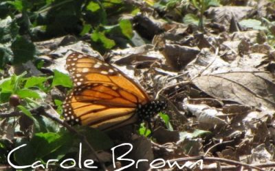 First Monarch of the Spring