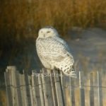 Why So Many Snowy Owls This Year?