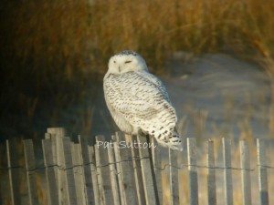 Why So Many Snowy Owls This Year?