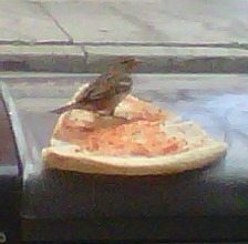 Pizza Is Great Bird Food