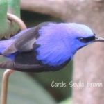 Birding Asa Wright Nature Center