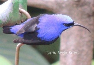 Birding Asa Wright Nature Center