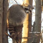 Raccoons In The Wildlife Garden