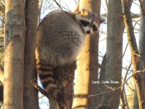 Raccoons In The Wildlife Garden