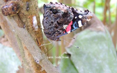 Red Admiral Butterfly Sipping From Sap Flow