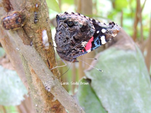 Red Admiral Butterfly Sipping From Sap Flow