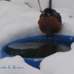 Do Robins Really Return in the Spring