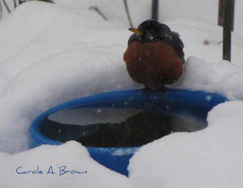 Do Robins Really Return in the Spring