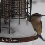 Birds in Winter Wildlife Garden