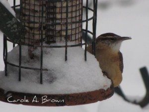 Birds in Winter Wildlife Garden