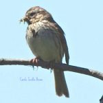 Late Summer Birds At An Urban Oasis