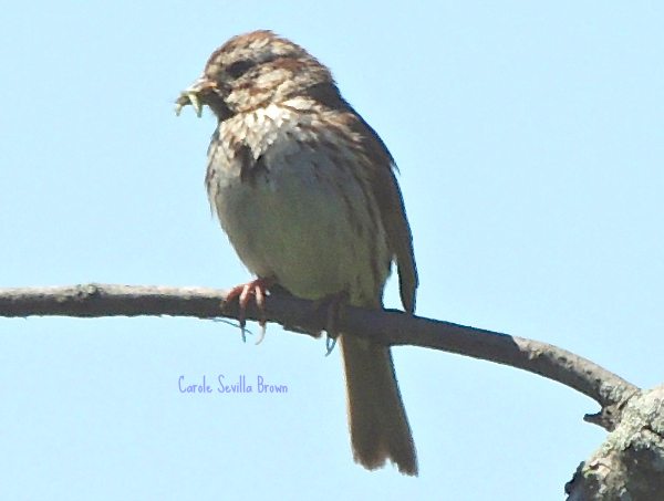 Late Summer Birds At An Urban Oasis