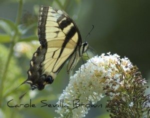 Beware the Invasive Butterfly Bush