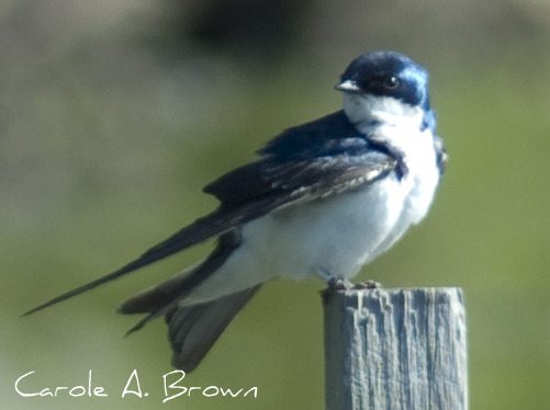 Tree Swallows Return