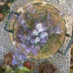 How to Help Your Friends Start a Wildlife Garden