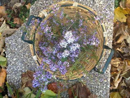 Seed Bombing My Wildlife Garden