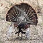 The Wild Turkey So Much More Than Thanksgiving Dinner