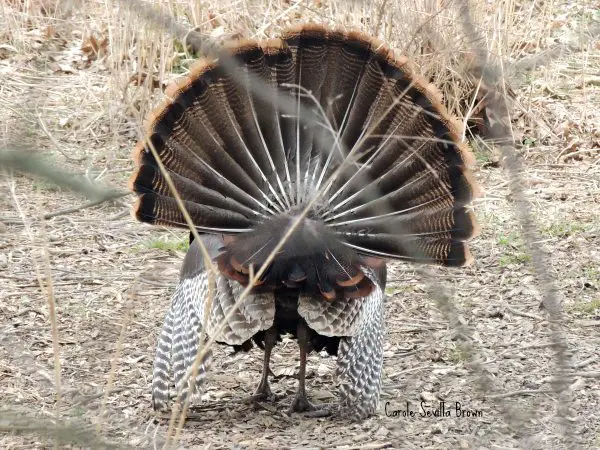 The Wild Turkey So Much More Than Thanksgiving Dinner