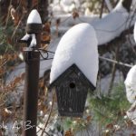 Get your Bird Houses Ready, Spring is Coming
