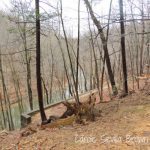 Birding Wissahickon Park