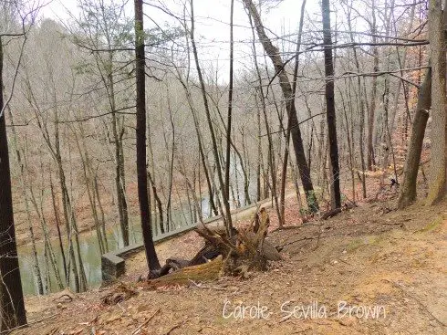 Birding Wissahickon Park