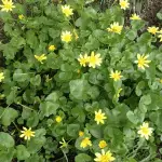 Most Hated Plants Lesser Celandine