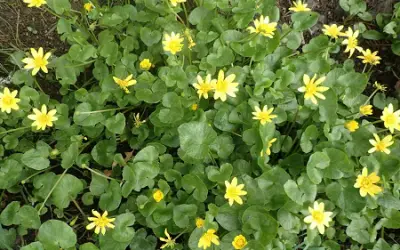 Most Hated Plants Lesser Celandine