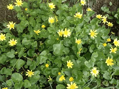 Most Hated Plants Lesser Celandine