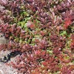 Japanese Barberry: A Threat to Public Health