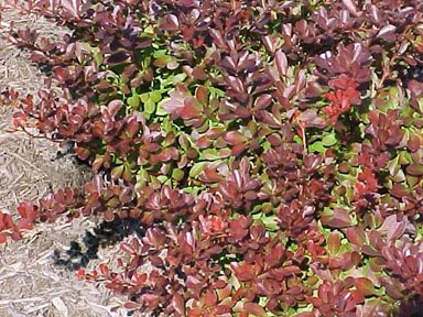 Japanese Barberry: A Threat to Public Health