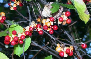 Oriental Bittersweet on Most Hated Plants List