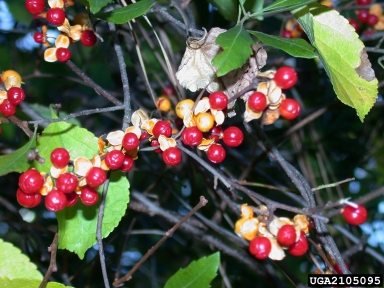 Oriental Bittersweet on Most Hated Plants List