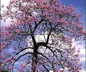 Paulownia (Princess Tree) on “Most Hated Plants” List