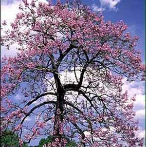Paulownia (Princess Tree) on “Most Hated Plants” List