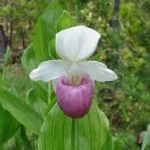 The Coastal Maine Botanical Garden