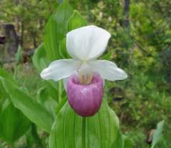 The Coastal Maine Botanical Garden