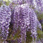 Chinese Wisteria: Most Hated Invasive Plants