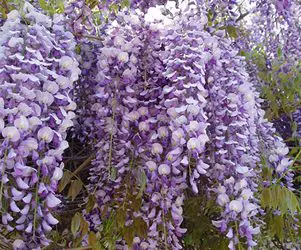 Chinese Wisteria: Most Hated Invasive Plants