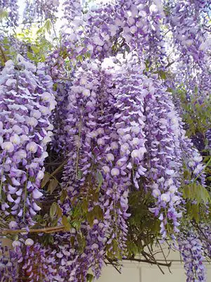 Chinese Wisteria: Most Hated Invasive Plants