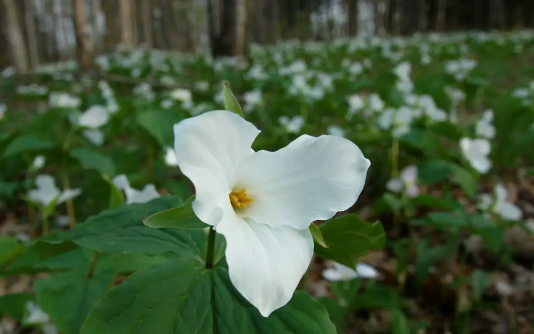 Early Spring Chores for Your Wildlife Garden