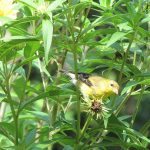 Goldfinch Eating Heliantus Seeds