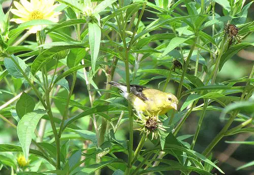 Goldfinch Eating Heliantus Seeds