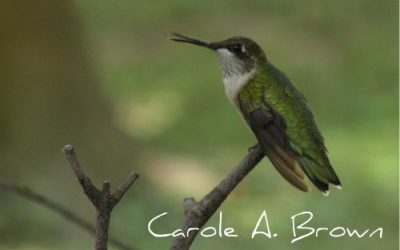 Are Wildlife Gardeners Real Gardeners?