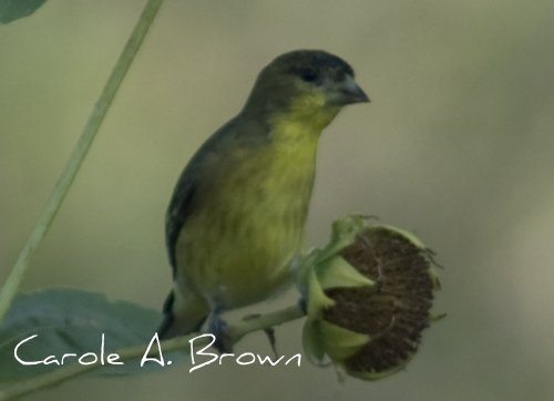 Are Wildlife Gardeners Real Birders?