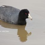 Early Spring Birds Blackwater NWR